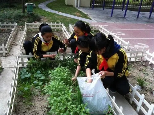 自己种蔬菜的文案