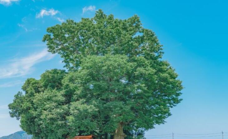 情人节朋友圈文案同款