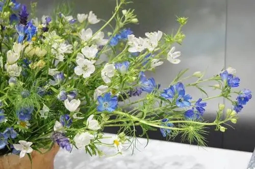 跟花有关的朋友圈文案