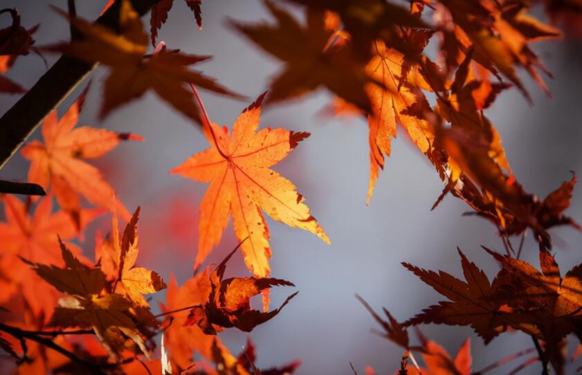 关于绿叶的朋友圈文案