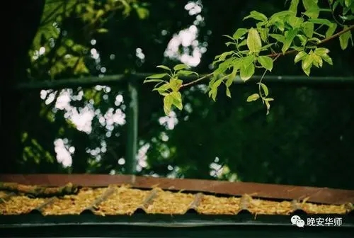 关于春天落叶的文案