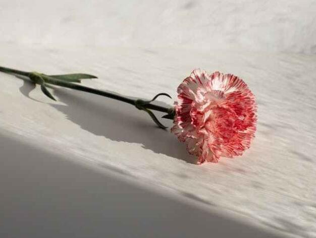 小学母亲节美篇文案