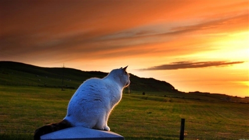 温柔到爆的神仙英文文案