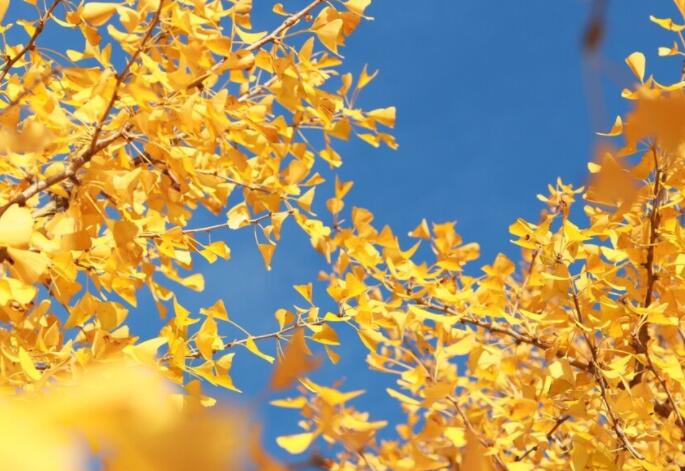 房地产秋季文案