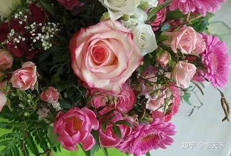 玫瑰花推广文案