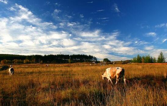 关于内蒙古的文案