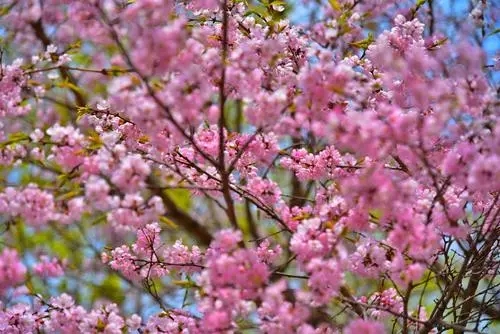 5月初夏适合发朋友圈的文案