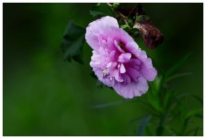 小说《木槿花的暗恋》经典语录文案和名句摘抄