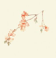 小说《蔻凋劫》经典语录文案和名句摘抄