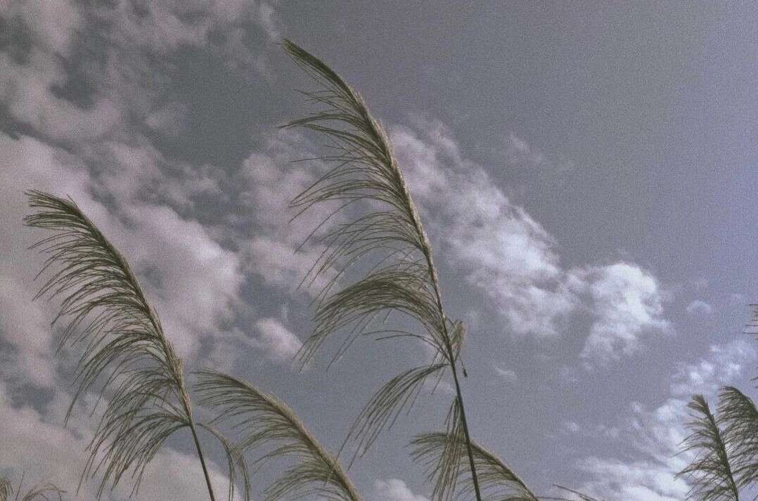 电视剧《魔道祖师》经典台词文案和名句语录