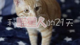 电视剧《和喵星人的21天》经典台词文案和名句语录