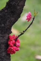 《一棵小桃树》经典语录文案和名句摘抄