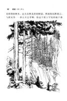 《地下森林断想》经典语录文案和名句摘抄