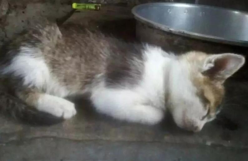 抖音为啥同样视频火的是文案