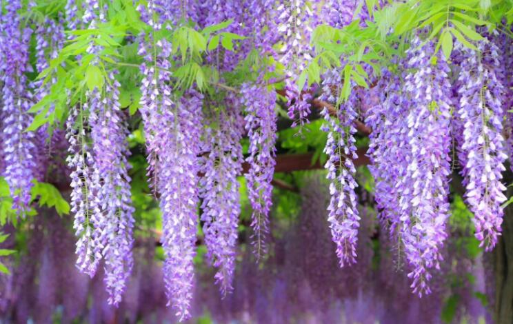 春天紫藤花朋友圈文案