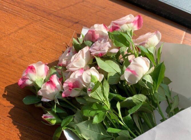 安利明星的文案