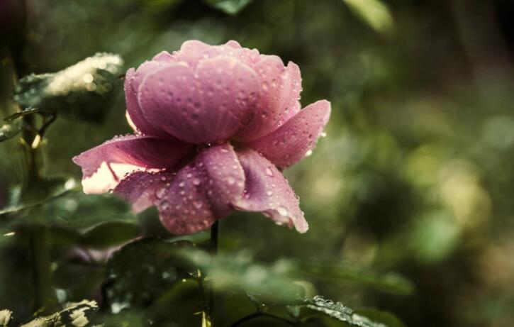 朋友圈对生活的文艺文案