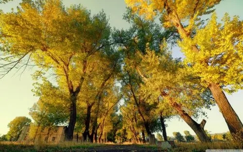 好听的文案抖音名字