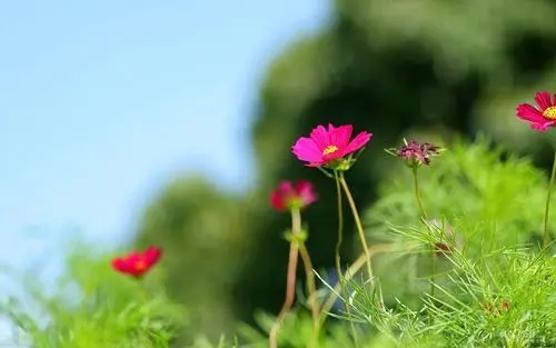 让自己放松心态的文案