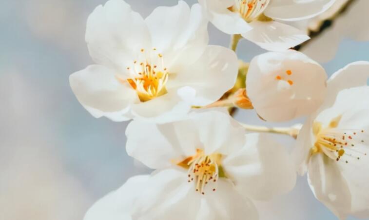 一句话的爱情文案