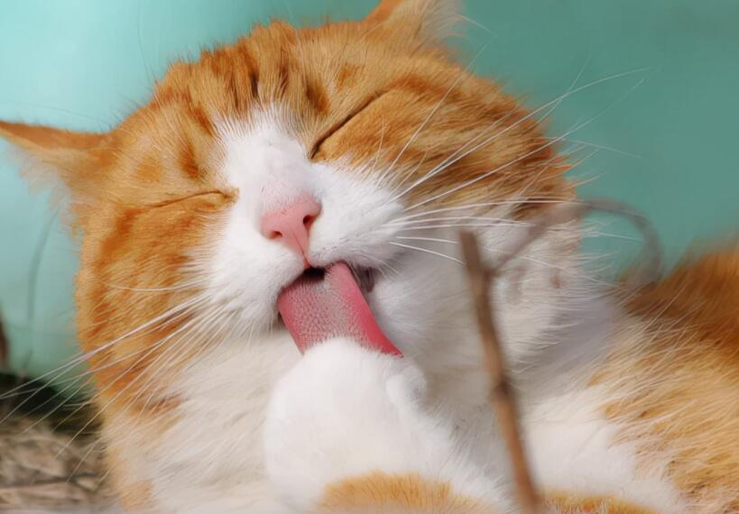 qq踢了踢自定义文案