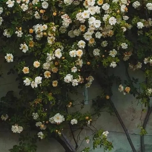 赏花文案朋友圈