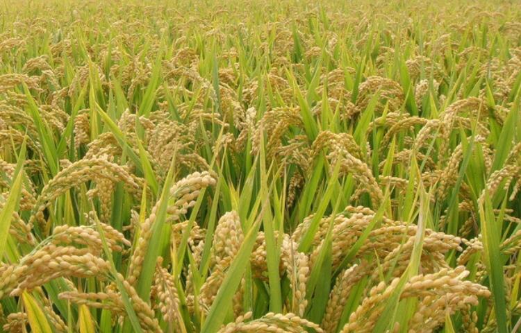 稻田拍照的文案