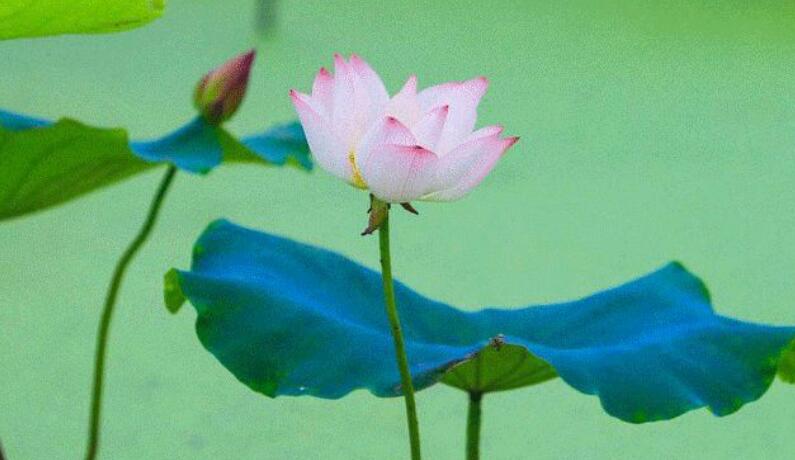 抖音荷花的文案