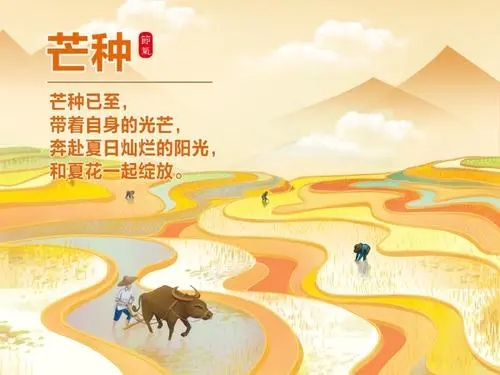 芒种节气文案