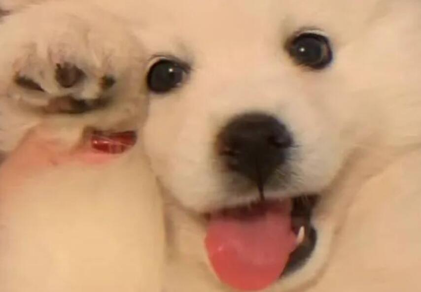 怼绿茶的文案一大段