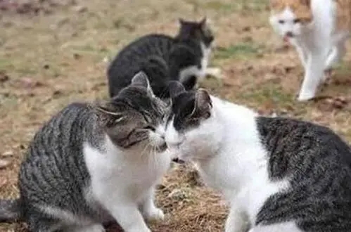 日常秀恩爱的文案