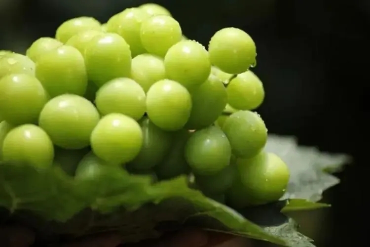 阳光玫瑰宣传文案