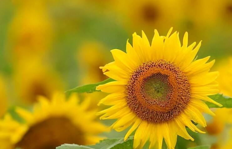 六月发朋友圈文案