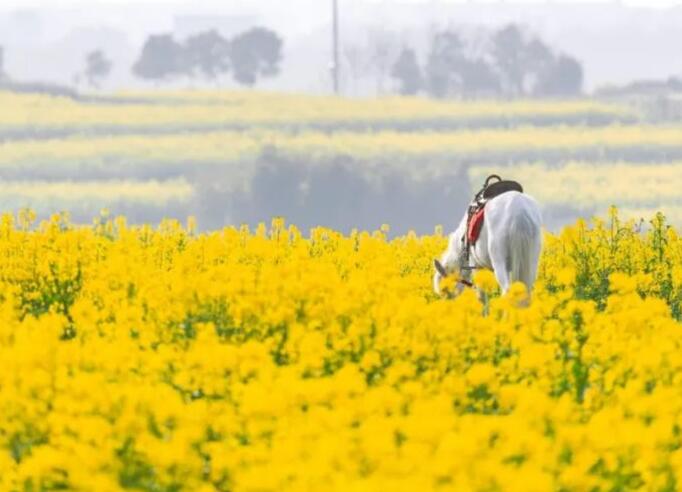 春游朋友圈文案