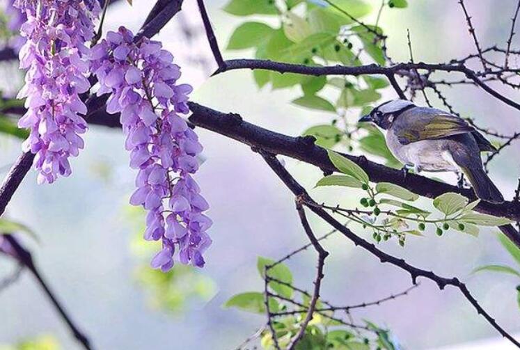 春天紫藤花朋友圈文案