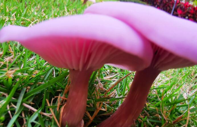 适合蘑菇的文案