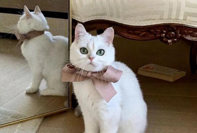 有趣的自我介绍文案