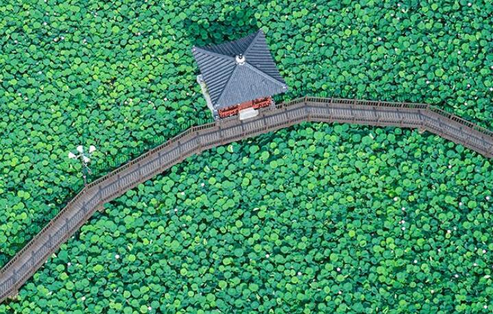 抖音荷花的文案