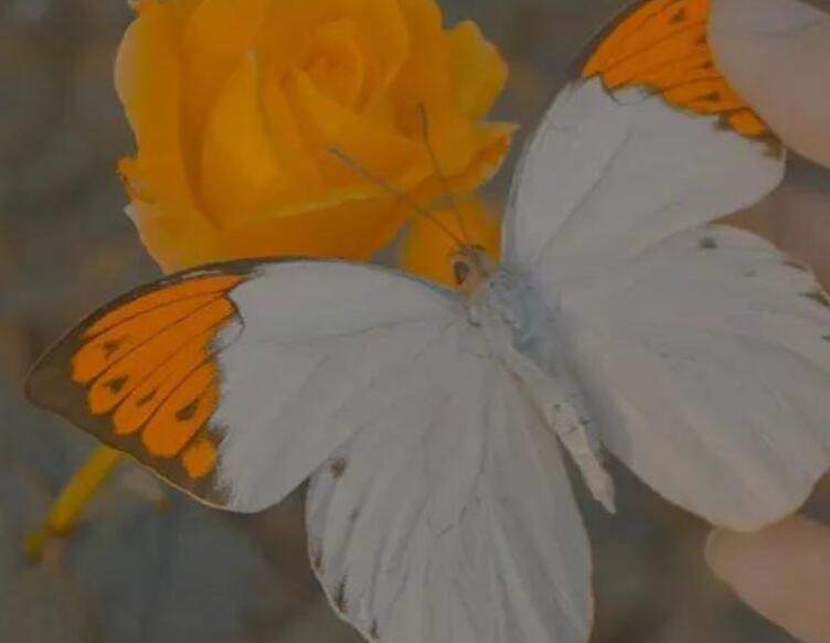 QQ空间温柔文案长篇