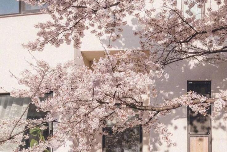 青春与未来的文案