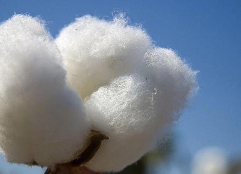 新疆棉朋友圈文案