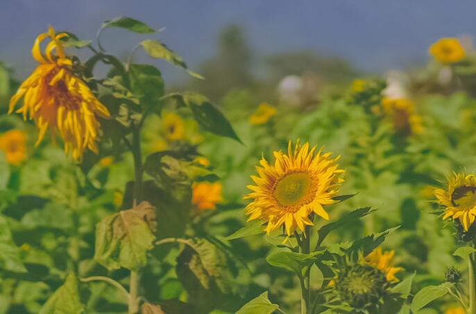 晚安说说文案配图