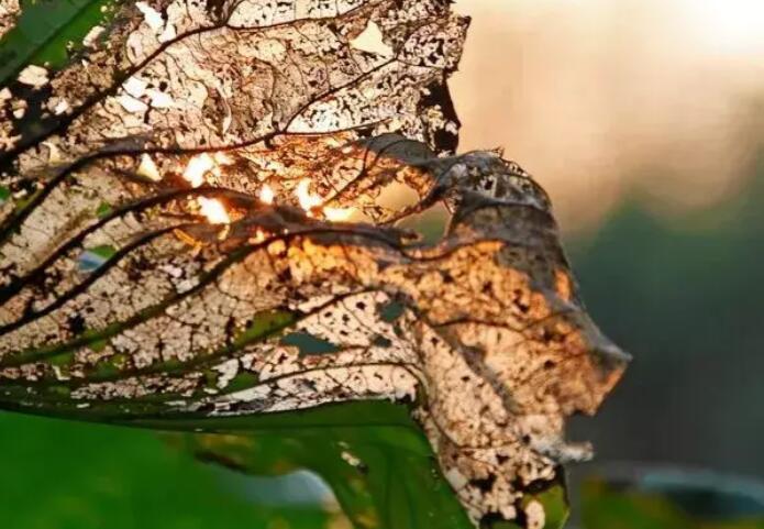 三十几养生文案