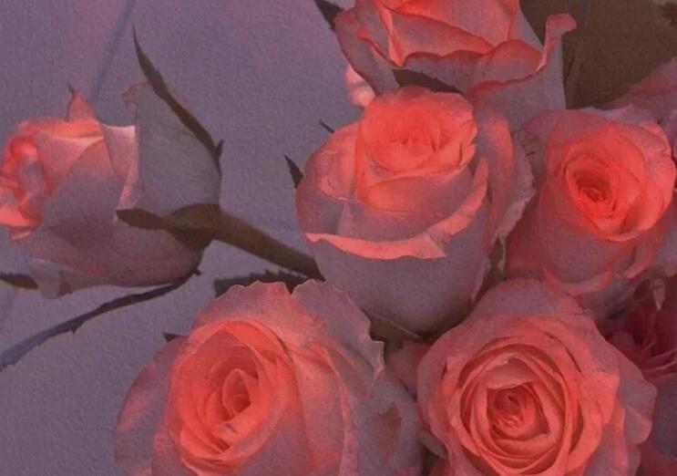 关于花关于爱情的文案