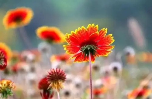 朋友圈晒太阳文案