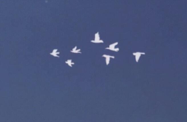 发个戴眼镜视频文案