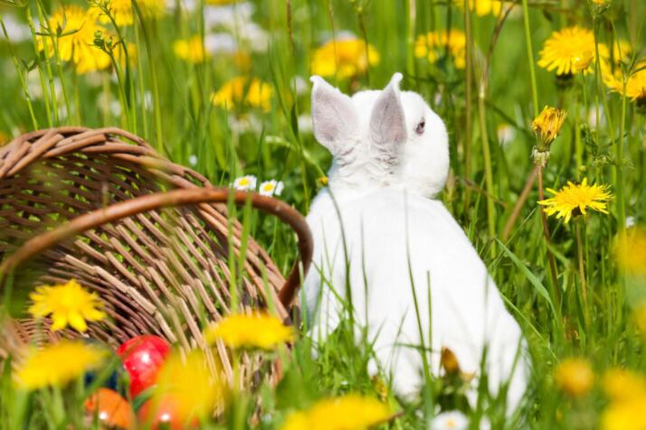 描写春天的文案配图超美