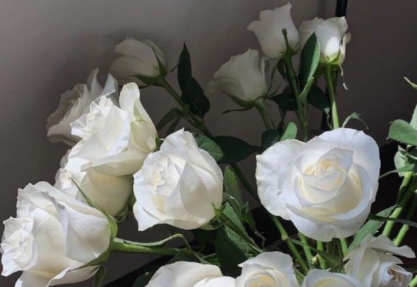 女孩子喜欢花的文案