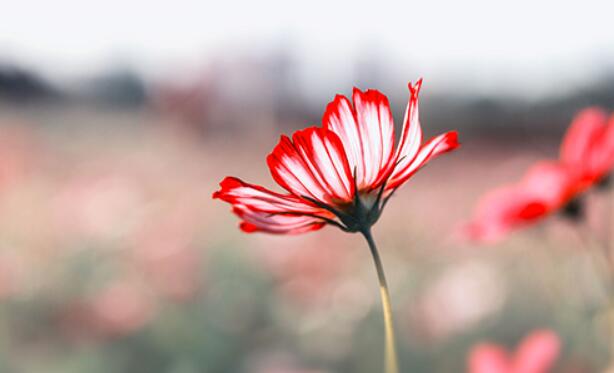 人间烟火气的文案