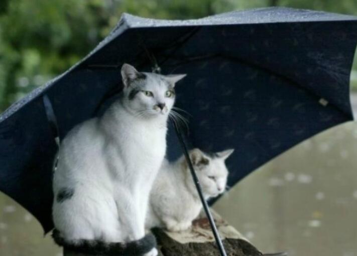 表示心情的文案带有英文